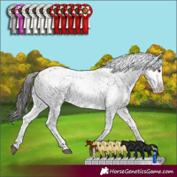 Horse Color:Smoky Black Sabino 