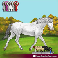 Horse Color:Smoky Black Sabino 