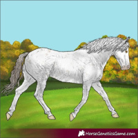 Horse Color:Classic Cream Champagne Sabino