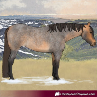 Horse Color:Buckskin Roan 