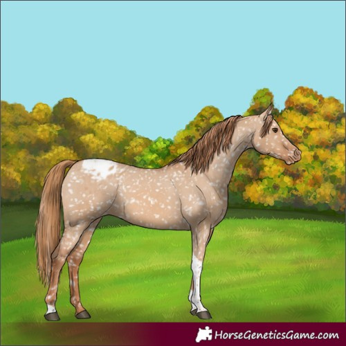 Horse Color:Red Dun Tobiano Appaloosa 