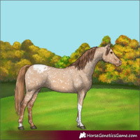Horse Color:Red Dun Tobiano Appaloosa 