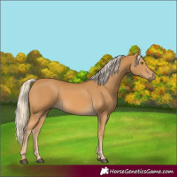 Horse Color:Palomino