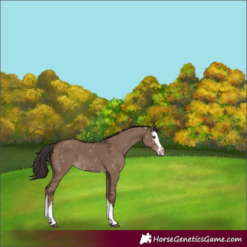 Horse Color:Liver Red Dun Sabino Splash Appaloosa 