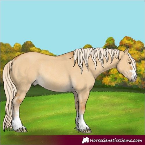Horse Color:Palomino Dun Rabicano 