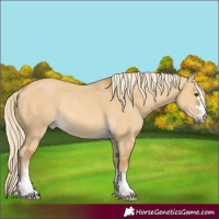 Horse Color:Palomino Dun Rabicano 