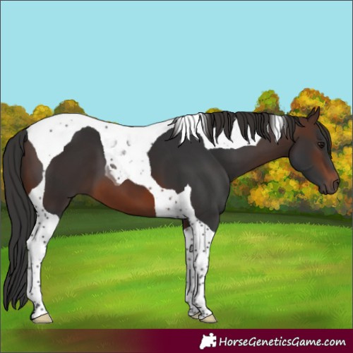 Horse Color:Brown Tobiano 