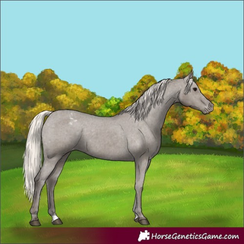 Horse Color:Silver Grullo Appaloosa