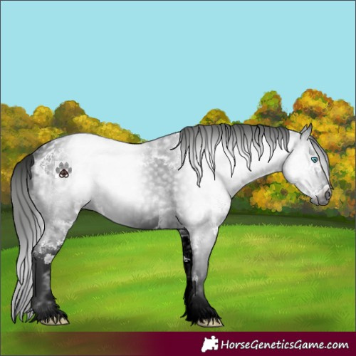 Horse Color:Gray Black Sabino Frame 