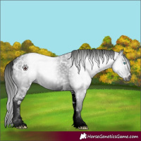 Horse Color:Gray Black Sabino Frame 