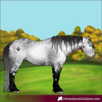 Horse Color:Gray Black Sabino Frame 