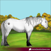 Horse Color:Gray Black Sabino 