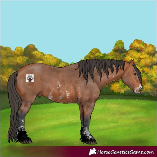 Horse Color:Bay Sabino 