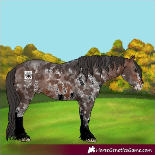 Horse Color:Brown Sabino 