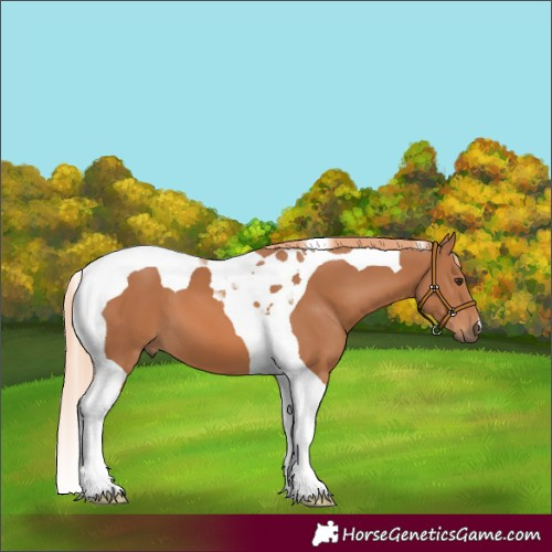 Horse Color:Chestnut Tobiano 