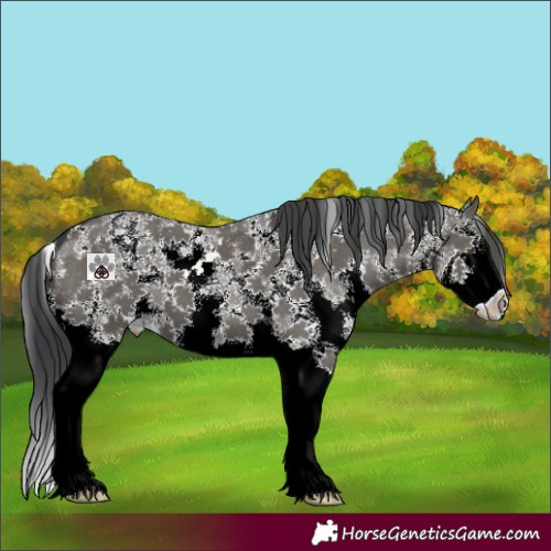 Horse Color:Grullo Sabino Splash 