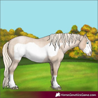 Horse Color:Chocolate Palomino Roan Pearl Frame 