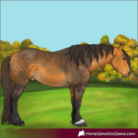 Horse Color:Buckskin 