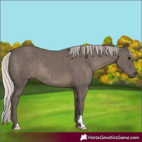 Horse Color:Silver Black