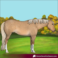 Horse Color:Chocolate Palomino Dun 