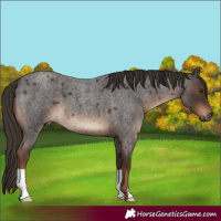 Horse Color:Liver Red Roan 