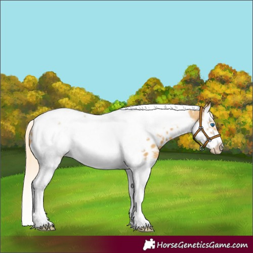 Horse Color:Palomino Dun Splash Tobiano Frame Appaloosa