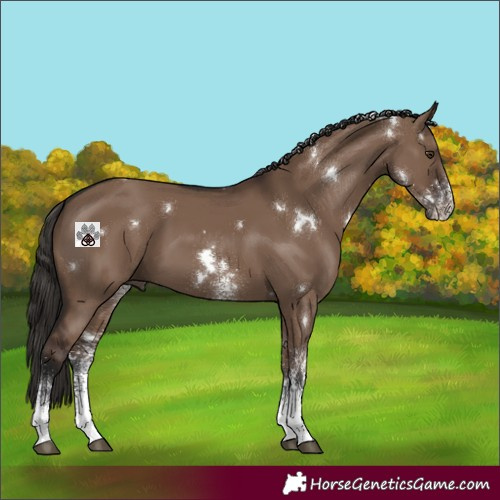 Horse Color:White Spotted Liver Red Dun 