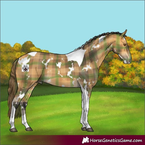 Horse Color:Plaid  White Spotted Buckskin Tobiano 