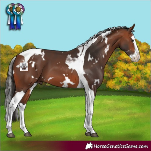 Horse Color:White Spotted Bay Splash Tobiano 