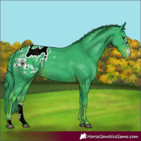 Horse Color:Watercolor Liver Chestnut Sabino Appaloosa 