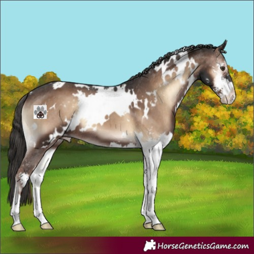 Horse Color:White Spotted Liver Red Onyx Sabino Appaloosa 