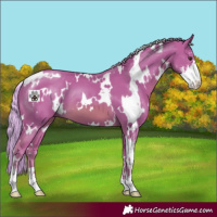 Horse Color:Watercolor White Spotted Chestnut Sabino