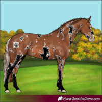Horse Color:White Spotted Chestnut Sabino 