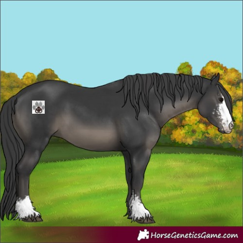 Horse Color:Black Sabino 