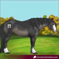 Horse Color:Black Sabino
