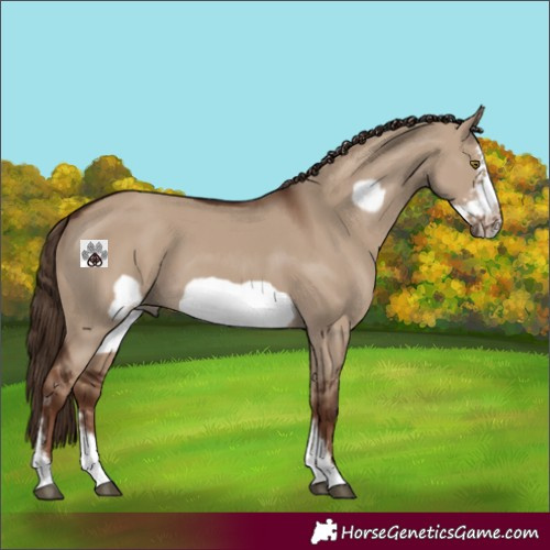 Horse Color:Liver Red Dun Sabino Frame 