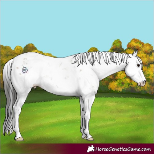 Horse Color:Brown Dun Sabino 