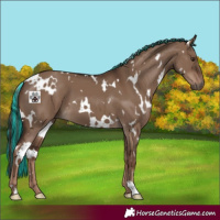 Horse Color:Painted White Spotted Liver Red Dun 