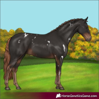 Horse Color:White Spotted Liver Chestnut Rabicano 