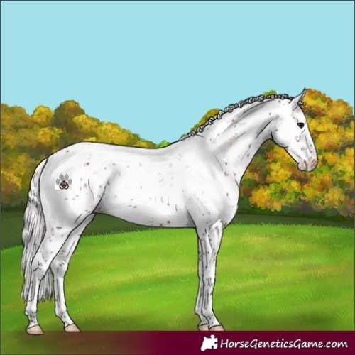 Horse Color:Silver Brown Sabino 