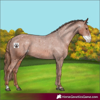 Horse Color:Chestnut Sabino Varnish 
