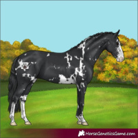 Horse Color:White Spotted Black Sabino