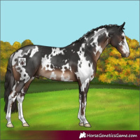 Horse Color:White Spotted Liver Chestnut Sabino 