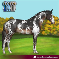 Horse Color:White Spotted Liver Chestnut Sabino