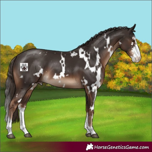 Horse Color:White Spotted Liver Chestnut Sabino 