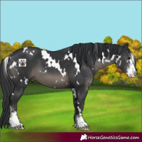 Horse Color:White Spotted Black Sabino 