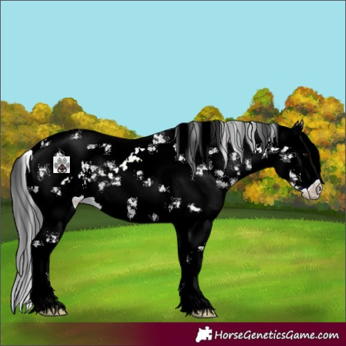 Horse Color:Black Sabino 