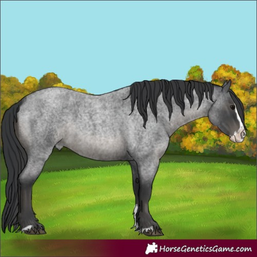 Horse Color:Blue Roan Sabino Splash 