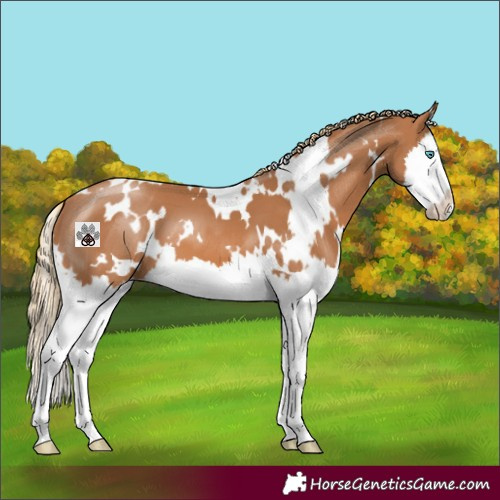 Horse Color:White Spotted Chestnut Sabino Splash 