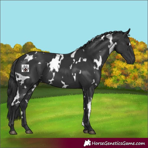 Horse Color:White Spotted Black 